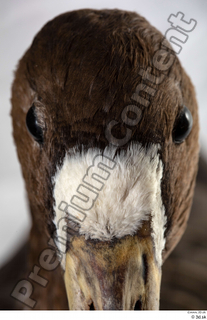 Greater white-fronted goose Anser albifrons beak head 0004.jpg